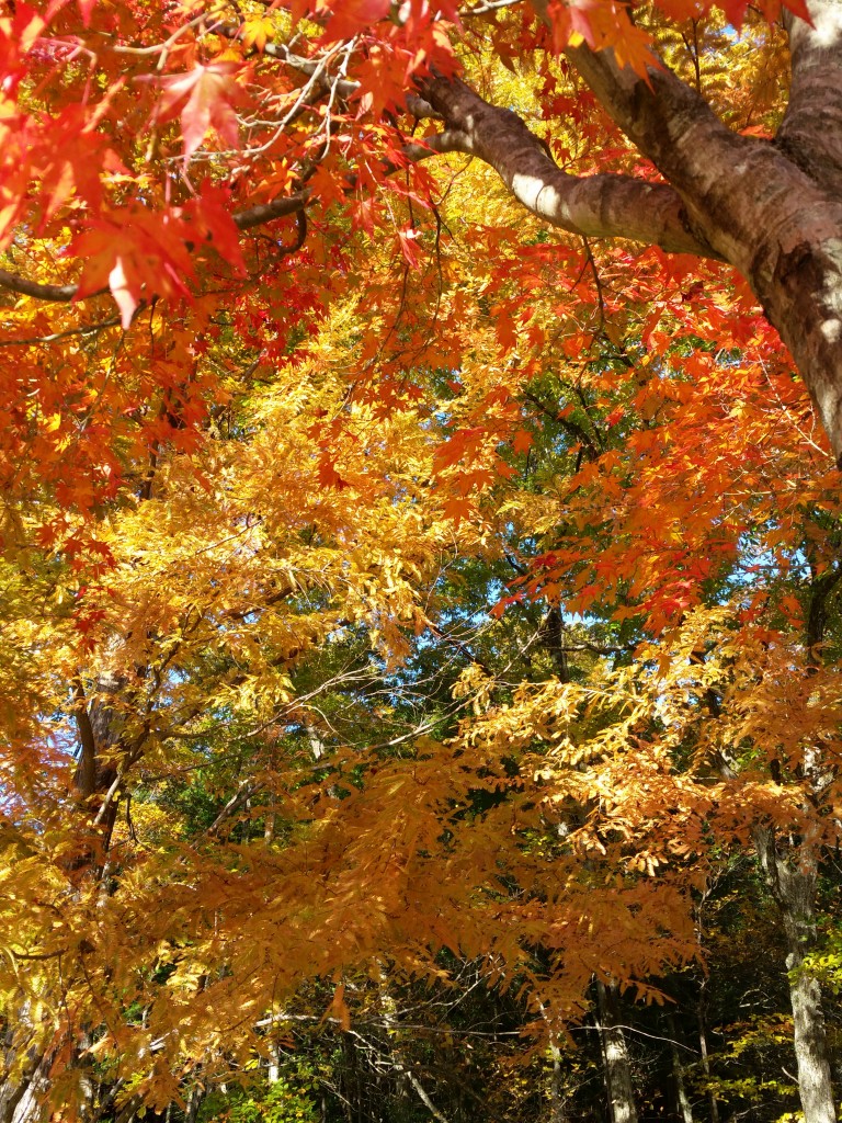 15-11-03-15-36-34-706_photo