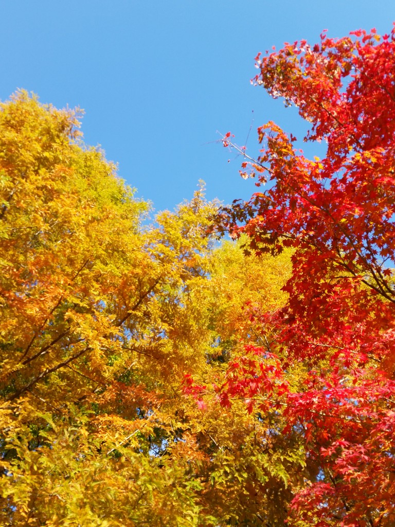 15-11-03-15-37-02-112_photo